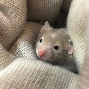 Meet your Posher, Jaiyana